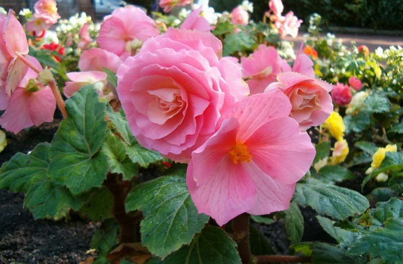 Cinco bonitas flores de verano