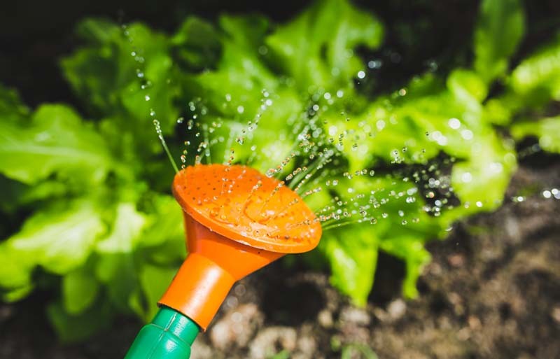 Consejos para regar correctamente las plantas