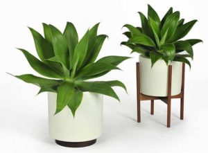 Cuidado de plantas en macetas Cuidado de plantas en macetas