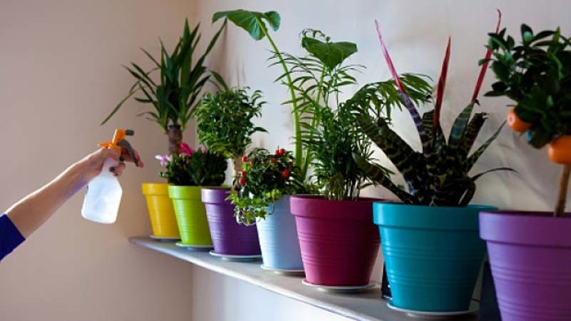 Aprende a cuidar a tus plantas
