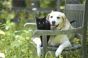 Plantas peligrosas e inofensivas para las mascotas Plantas peligrosas e inofensivas para las mascotas