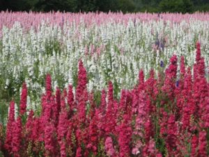 real flower petal confetti company delphinium flower fields wick worcestershire wedding stripes
