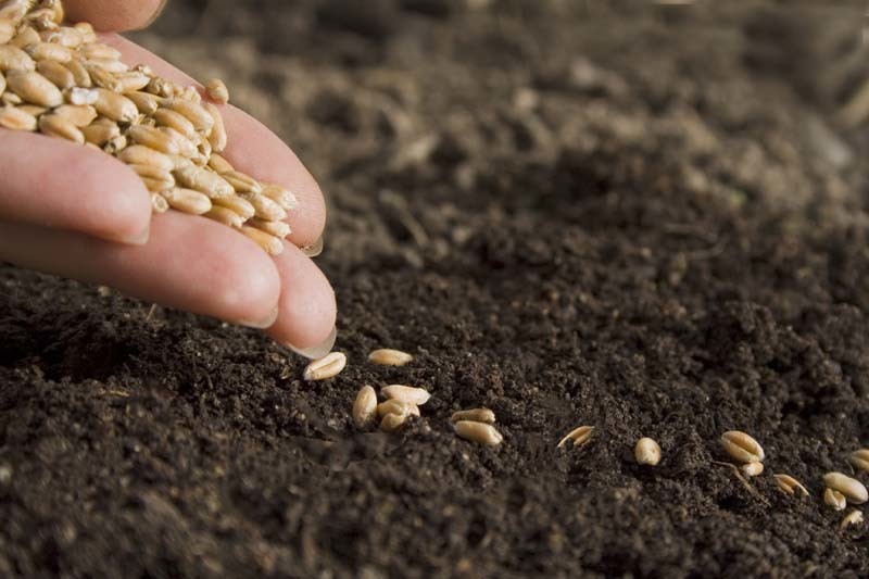 Amazon presentó su tienda de semillas y plantas