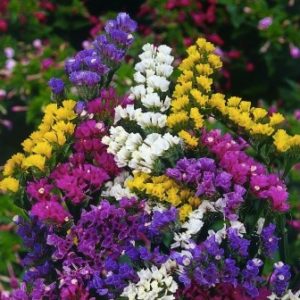 statice_mix_limonium_sinuatum_l._miller_flower_plant-700x700