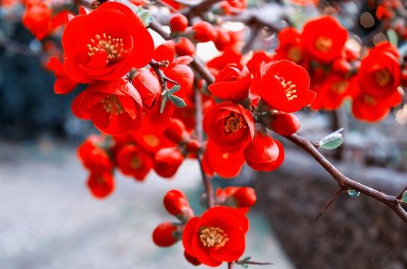 Membrillo de flor o japonés
