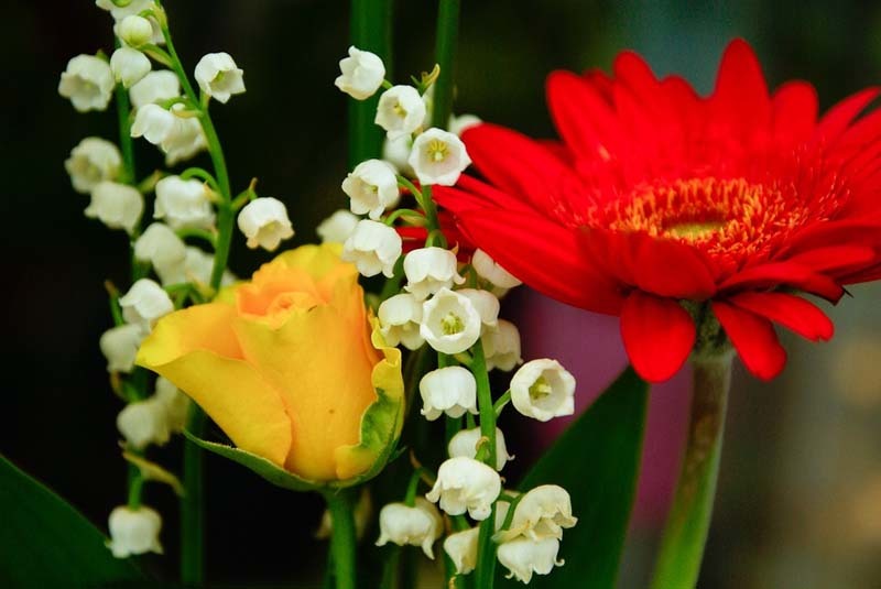 ¿Cómo conservar las flores frescas?