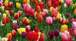 Cómo plantar tulipanes