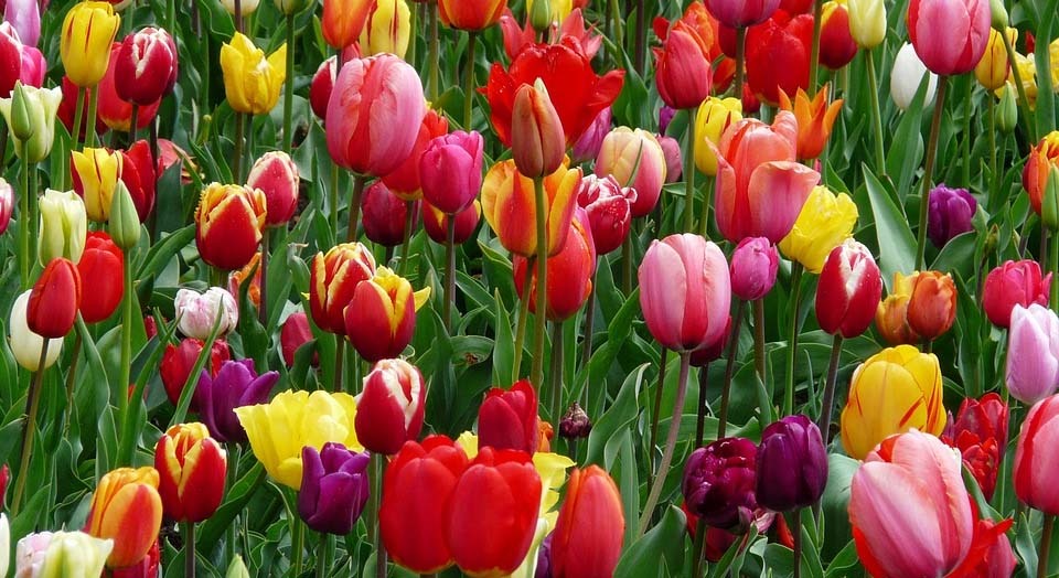 Cómo plantar tulipanes