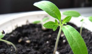 consejos para cuidar nuestro jardín