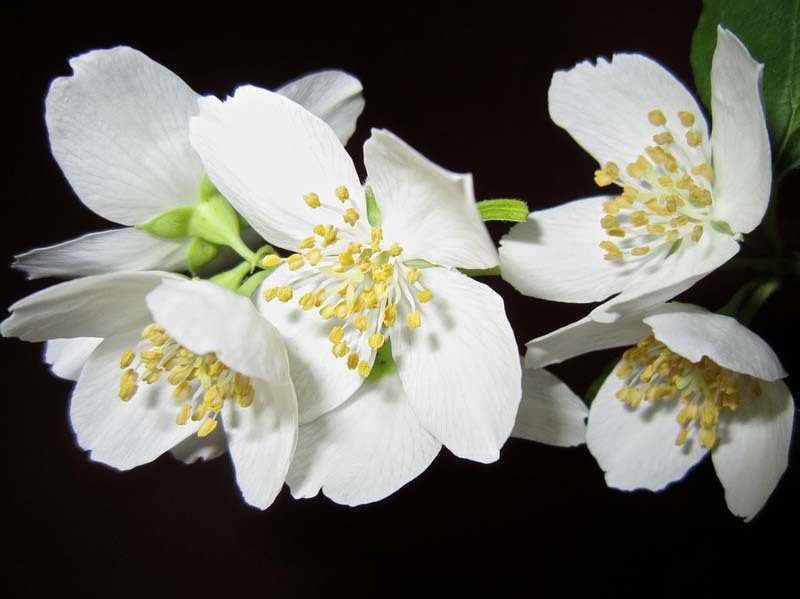 Tres plantas que nos ayudan a conciliar el sueño