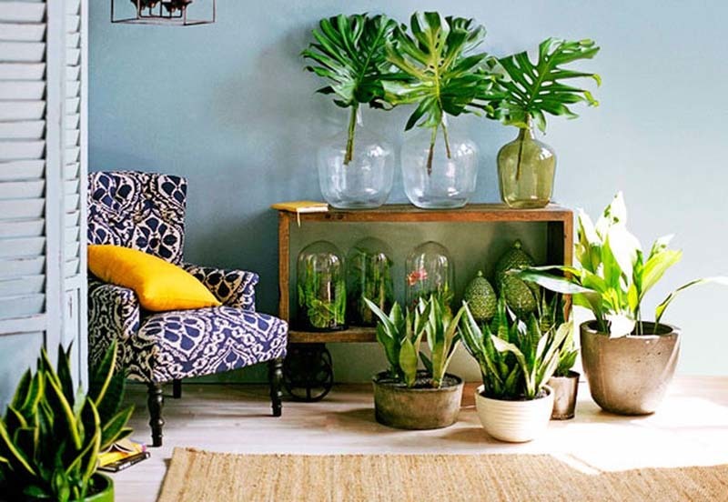 Beneficios de tener plantas en el hogar