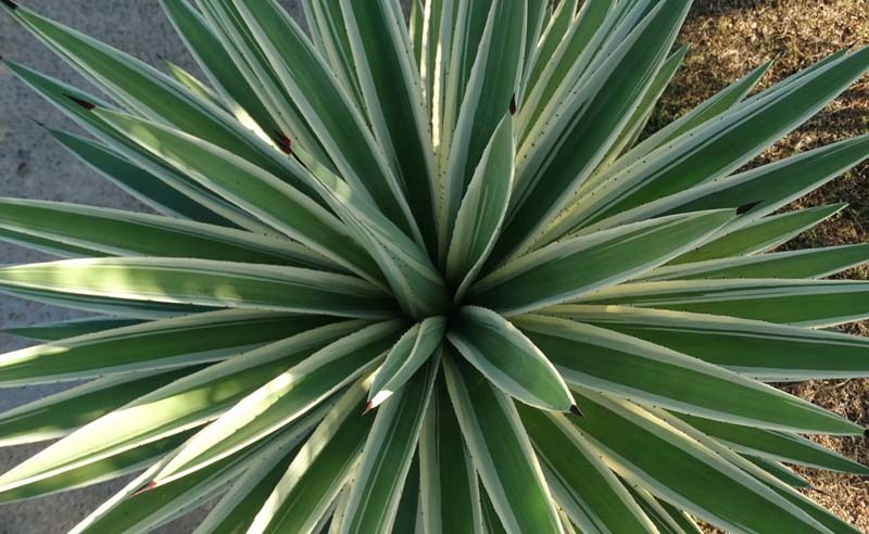 Un estudio demuestra que las plantas sienten