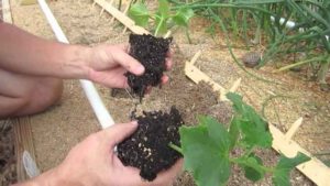 Trasplante de plantas