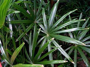 Palmerita China Palmerita China
