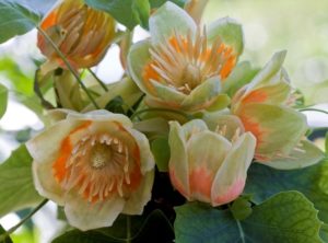 árbol de las tulipas árbol de las tulipas