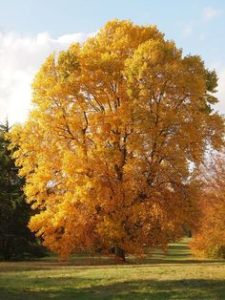 árbol de las tulipas árbol de las tulipas