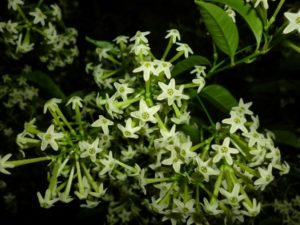 Galán de noche - plantas costeras Galán de noche - plantas costeras