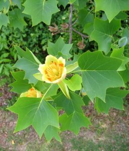 árbol de las tulipas árbol de las tulipas