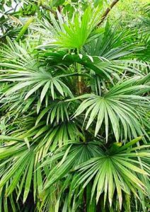 Palmerita China Palmerita China