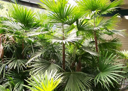 Rhapis excelsa (Palmerita China)