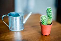 Riego de cactus Riego de cactus