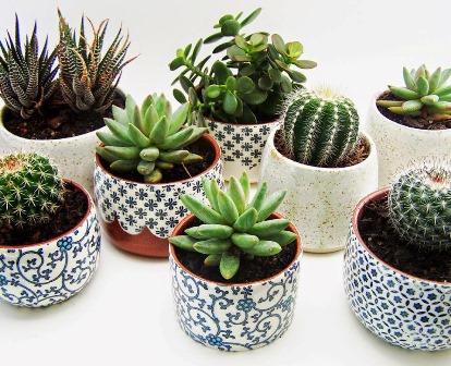 Riego de cactus y suculentas en verano