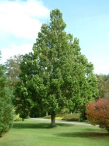 árbol de las tulipas árbol de las tulipas