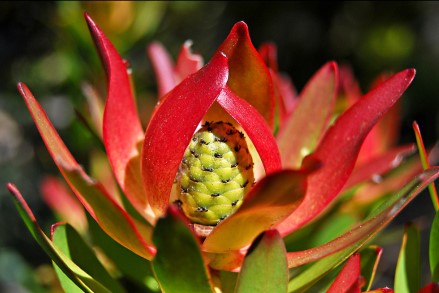 Leucadendron Safari Sunset