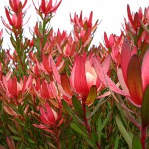 leucadendron_safari_sunset_140mm_e