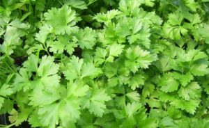 Plantas medicinales para bajar de peso