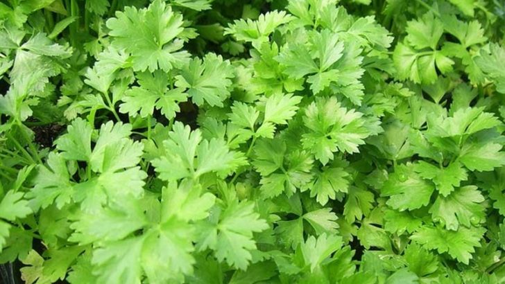 Plantas medicinales para bajar de peso