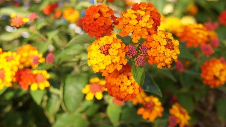 Se demuestra que las plantas pueden orientar sus flores