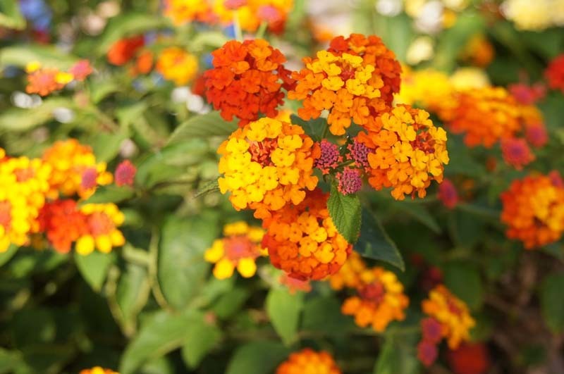 plantas-que-pueden-orientar-sus-flores