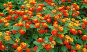 Lantana - plantas costeras Lantana - plantas costeras