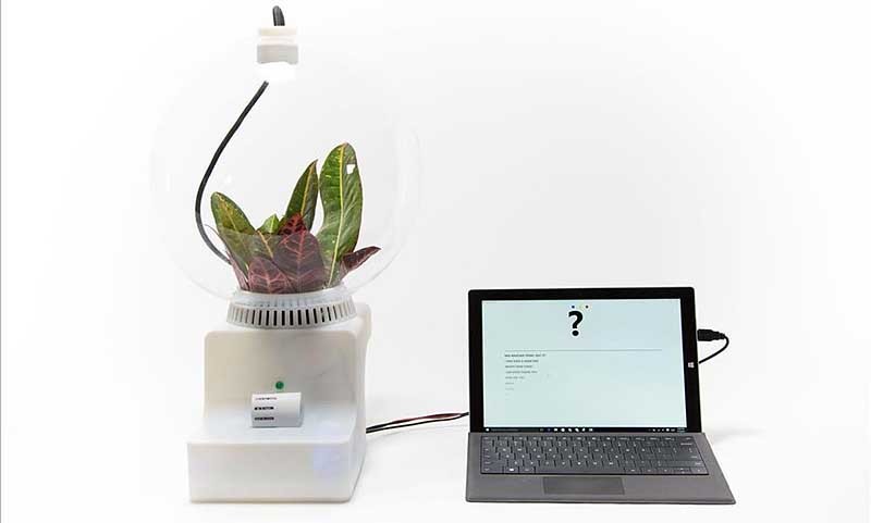 Inventan un traductor de plantas