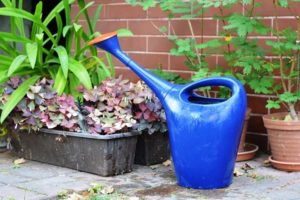 cuidado-de-plantas-en-otoño