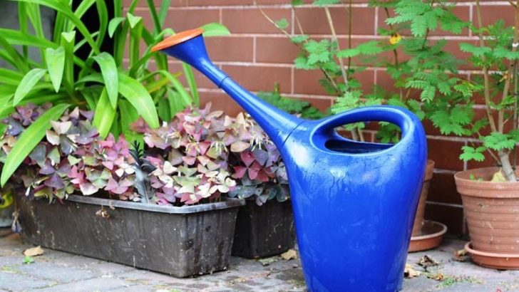 Otoño, cuida tus plantas