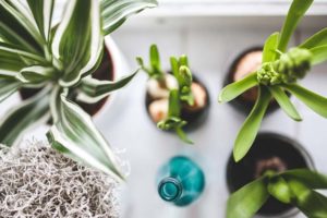 Cuidar tus plantas como se merecen Cuidar tus plantas como se merecen