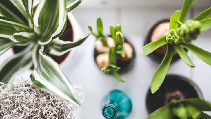 Cuidar tus plantas como se merecen
