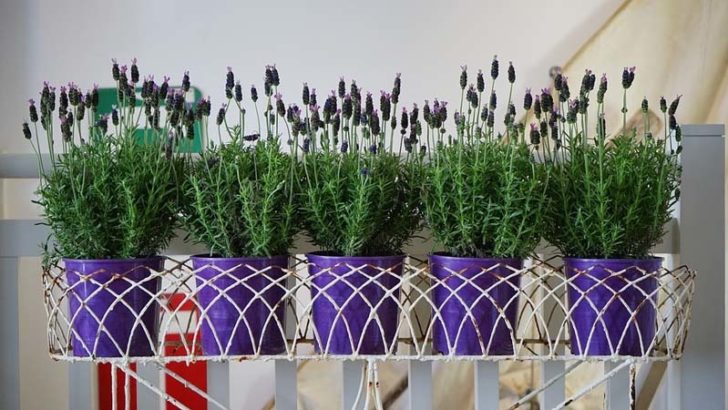 Cómo cuidar las plantas en vacaciones