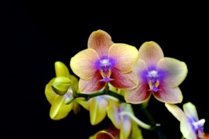 orquídeas