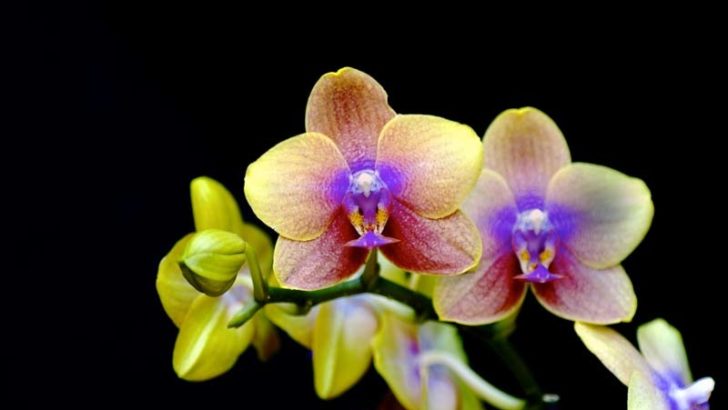 Orquídeas – Curiosidades