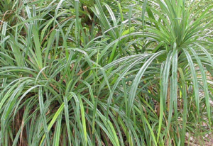 Pandanus candelabrum