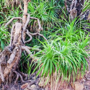 Pandanus candelabrum