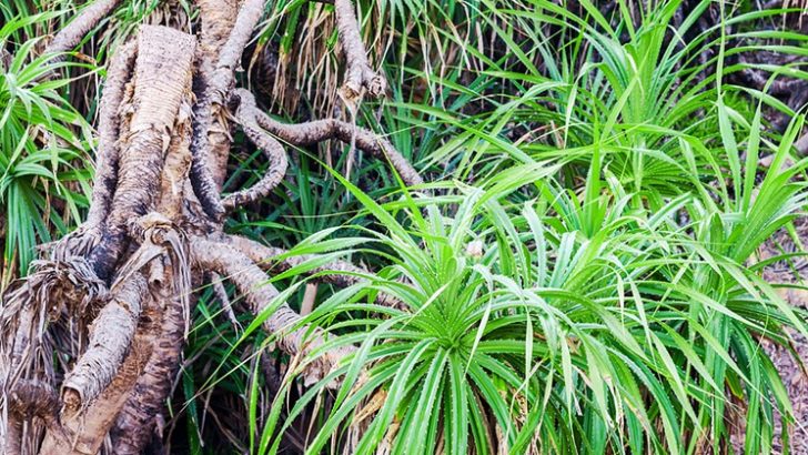 Pandanus candelabrum y diamantes