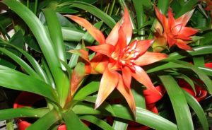 Guzmania - Renueva el aire de tu hogar Guzmania - Renueva el aire de tu hogar