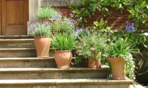 sustratos para plantas en macetas