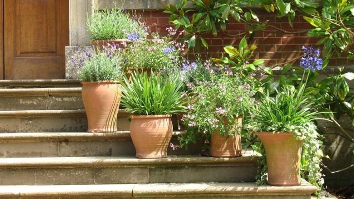 Los mejores sustratos para plantas en macetas