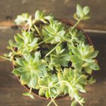 macetas-para-plantas