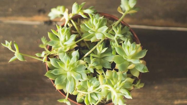 Macetas para diferentes clases de plantas
